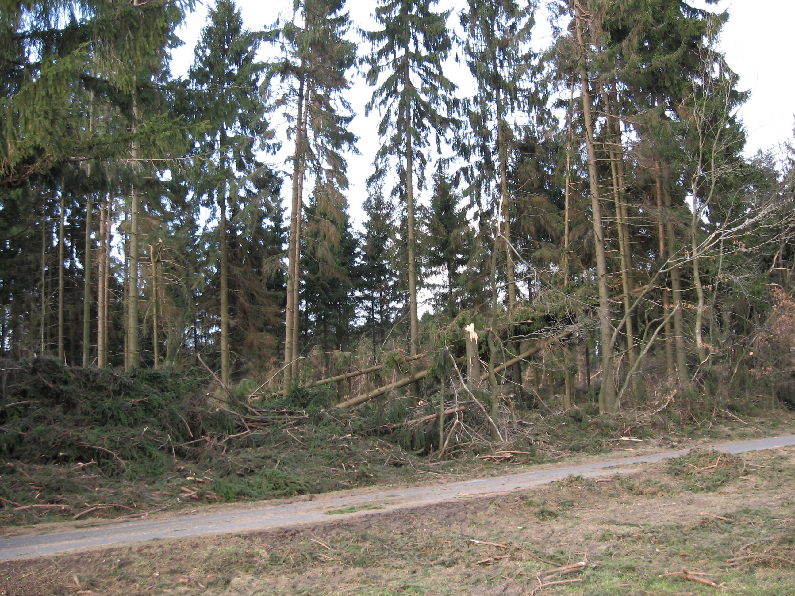 Windbruch